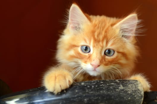 Cute Fluffy Ginger Kitten With Copy Space