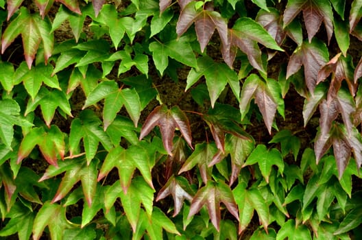 Background Texture Of Ivy Leaves Against A Garden Wall
