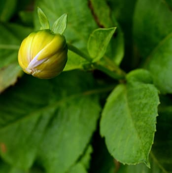 The Bud Of Yellow Dahlia Flower About To Bloom