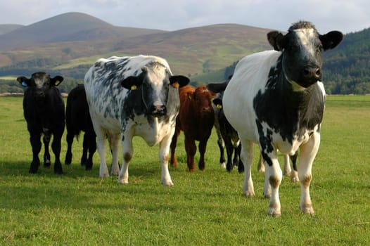 Cows in pasture