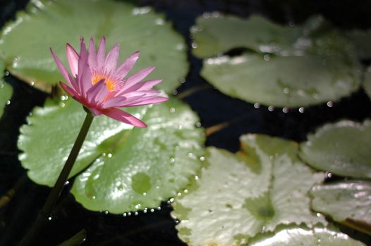 Closeup of a Beautiful Pink Water Lily (Nymphaea alba) and Lily Pads with Shallow Depth of Focus
