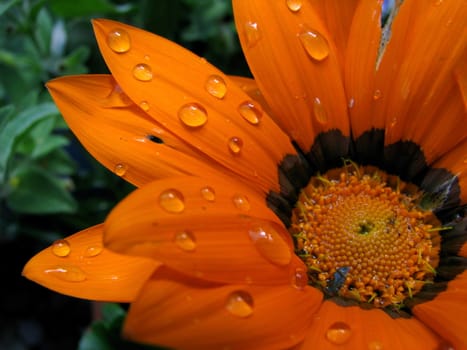 Droplets of water on a bright orange flower