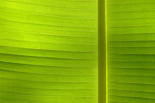 Background image of a leaf in the sunshine