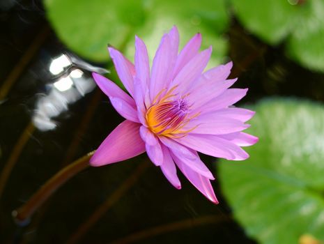 Close-up Of A Beautiful Pink Water Lilly