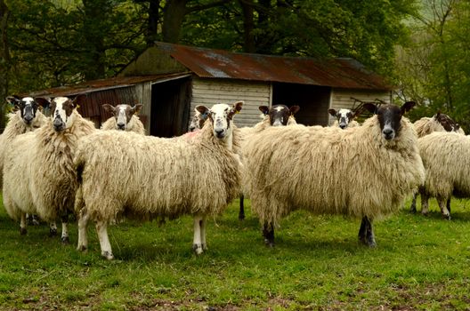 Farming Image Of Sheep By A Barn In A Field