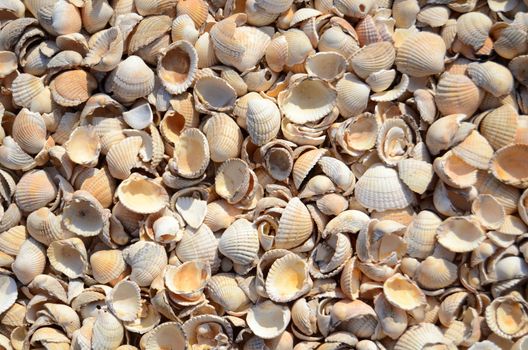 An Abstract Background Texture Of Sea Shells