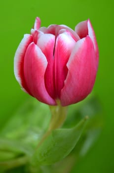 A Single Springtime Pink Tulip Against A Green Background