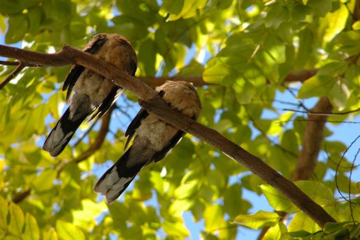 A pair of birds sleeping in a tree