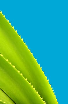 A Spiky Tropical Plant With Copy Space And Blue Background
