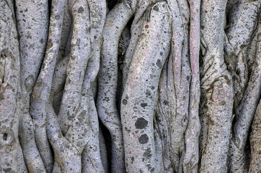 Background image of tangled vines on a tropical banyan tree (ficus benghalensis)