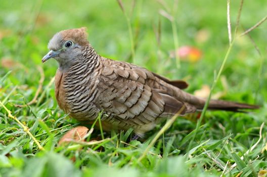 Portrait Of A Zebra Dove, Or Barred Ground Dove (Geopelia Striata), On Some Grass