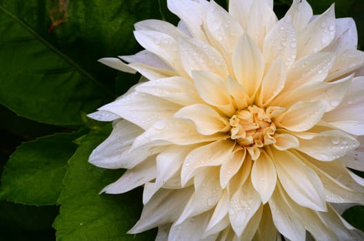 Close-up Of A Pure White Dahlia Flower With Rain Drops