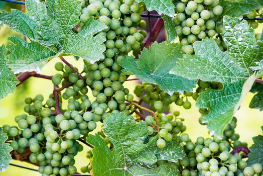 Green grapes in a wine yard in Stuttgart Bad Cannstatt in bright summer light, not yet ripe