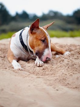 English bull terrier. Thoroughbred dog. Canine friend. Red dog. The red English bull terrier lies on sand.