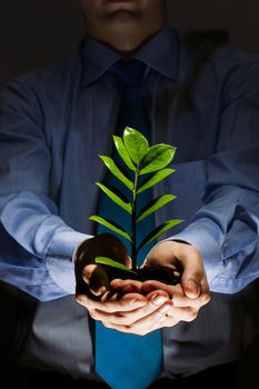 Close up of businessman hands with sprout in palms