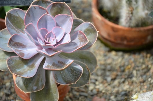 Pretty pink toned hens and chicks cactus plant in pot