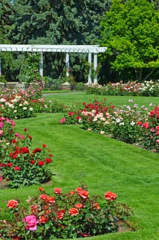 Beautiful summer rose garden in botanical park