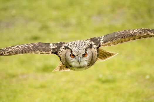 picture of a flying eagle owl