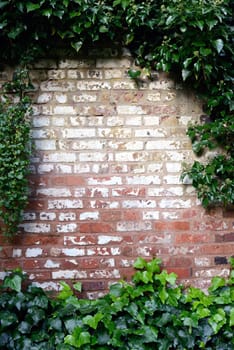 Garden wall with ivy plant boarder for copy space