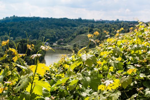 Vineyards in Stuttart - Bad Cannstatt: Very steep hills along river Neckar in the background