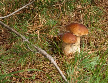 Three ceps close up growing in coniferous wood.