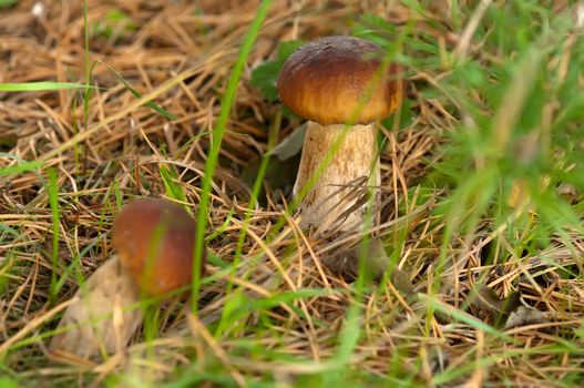 Two ceps close up growing in coniferous wood.