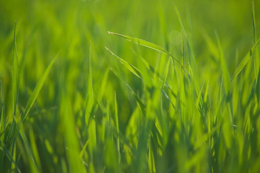 Close up of fresh thick grass with water drops in the early morning