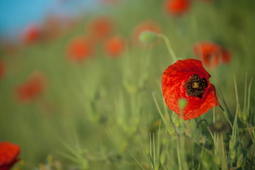Field of Corn Poppy Flowers Papaver rhoeas in Spring