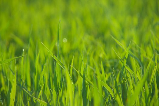 Close up of fresh thick grass with water drops in the early morning