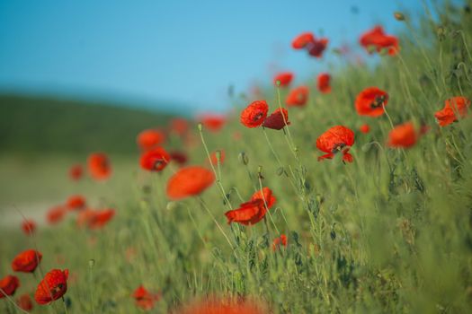 Field of Corn Poppy Flowers Papaver rhoeas in Spring