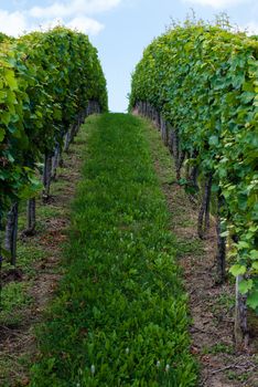 Horizon over endless vines in a row growing in the Bad Cannstatt region of Stuttgart, Germany