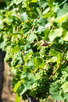 Green grapes in a wine yard in Stuttgart Bad Cannstatt in bright summer light, not yet ripe