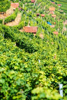 Huts in the steep vineyards of the Bad Cannstatt wine region in Stuttgart, Germany