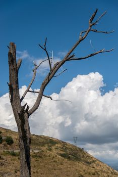 A poor long-dead tree