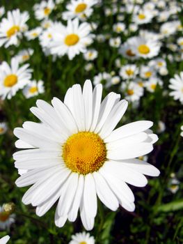 image of beautiful white chamomile in the flower bed