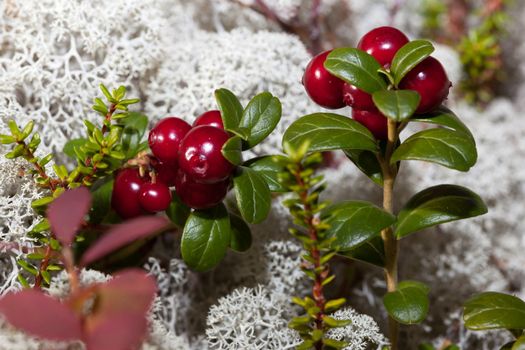 Ripe red cranberries in a forest glade  overgrown with moss reindeer moss