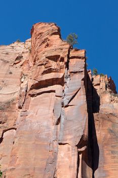 This image shows the sheer walls and precariously perched trees found at Zion Canyon.