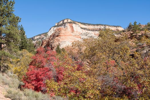 As if the incredible colors of the rocks are not enough, Autumn at Zion puts your senses on overload.