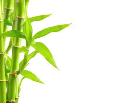 Bamboo background with copy space