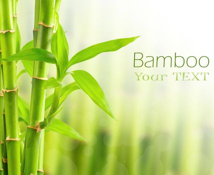 Bamboo background with copy space