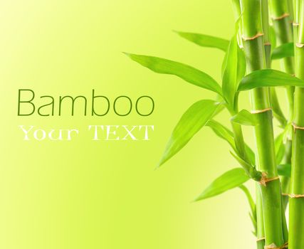 Bamboo background with copy space