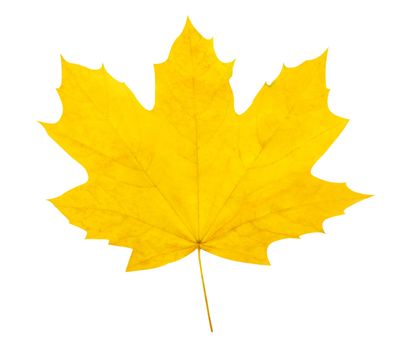 Autumn leaf. High quality.