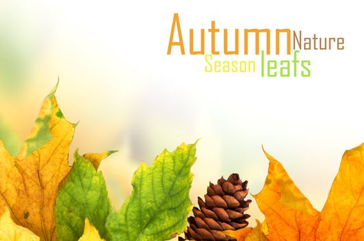 Beautiful autumn background with maple leaves