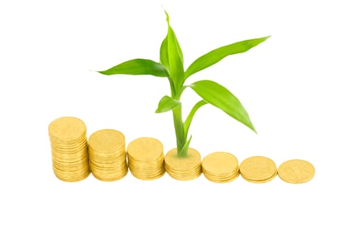 gold coins and plant isolated on white