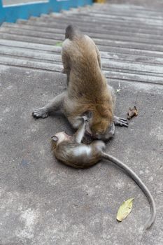 Cynomolgus Monkey playing at Batu Caves, Malaysia
