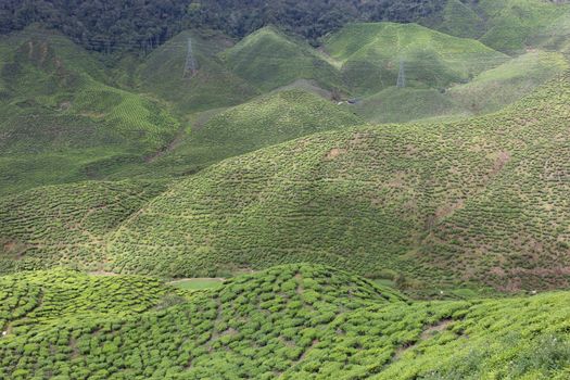 Landscape of Tea Field in Cameron Highlands, Malaysia