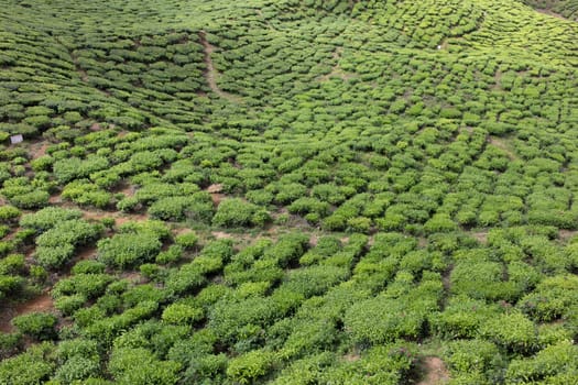 Landscape of Tea Field in Cameron Highlands, Malaysia