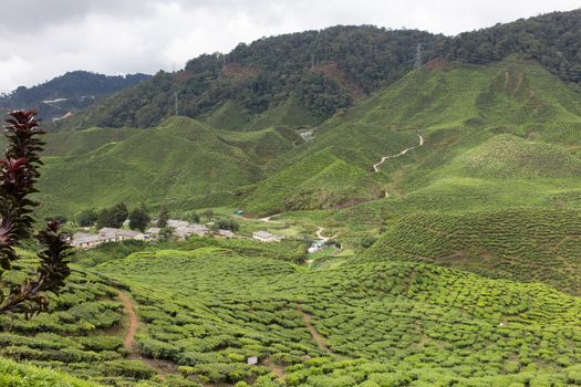 Landscape of Tea Field in Cameron Highlands, Malaysia