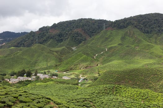 Landscape of Tea Field in Cameron Highlands, Malaysia