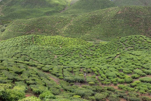 Landscape of Tea Field in Cameron Highlands, Malaysia